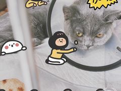 -艾贝尔宠物医院·24H转诊中心·肿瘤猫专科(江宁双龙店)
