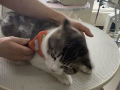 -北京观赏动物医院·24小时大型综合·猫专科·异宠专科