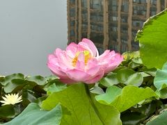 -陈家山荷花公园