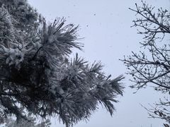 -树山生态村