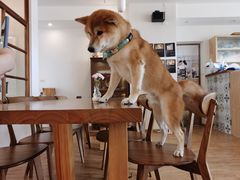 -猫小主咖啡·猫咖cat cafe(福田店)
