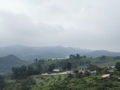 -大姆山草场