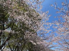 -高东镇樱花园