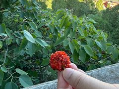 -玉泉观