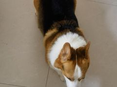 -宠福鑫康馨动物医院·骨科·眼科