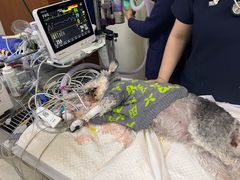 -美联众合动物医院·24h转诊中心