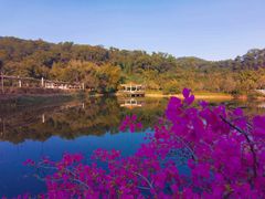 -大屏嶂森林公园