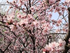-桃花堤公园