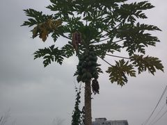 -亚龙湾国际玫瑰谷