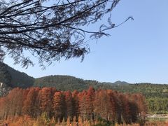 -小芝红树林