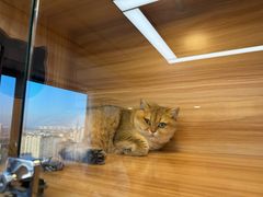 -猫十亿·布偶金渐层·曼基康矮脚猫舍(青年路店)