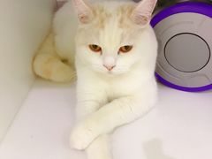 -喵的天空名猫咖啡馆·撸猫·猫舍·用品