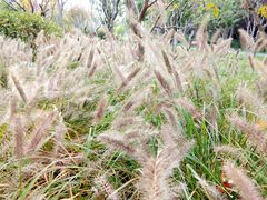 -昆山城市生态森林公园
