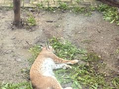 -青藏高原野生动物园