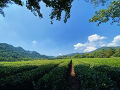 -中国茶叶博物馆(双峰馆区)
