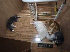 -MOCHA明星猫咖(田子坊店)