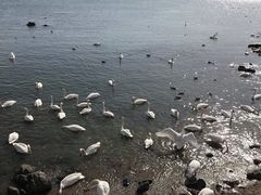 -烟墩角天鹅湖