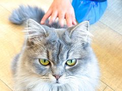 -Let's go狗咖·猫咖·奶狗·桌游(春熙路IFS店)