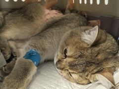 -纳吉亚猫专科动物诊疗中心(蒋宅口分院)