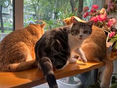 -李小姐の猫咖啡馆(五角场店)