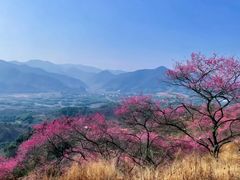 -新建村梅花