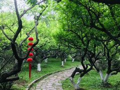 -南京古林公园