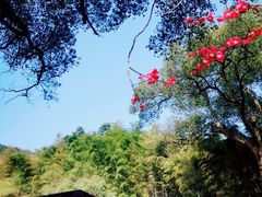 -杭州植物园