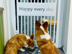 -柯斗斗主题餐厅·狗咖·围炉煮茶·茶饮(国瑞升平里店)