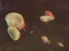 -福州罗源湾海洋世界旅游区