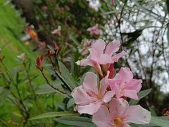-番禺大夫山森林公园