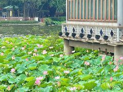 -荔湾湖公园
