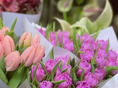 -双季花艺园艺市场(浦东店)