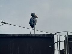 -新加坡飞禽公园