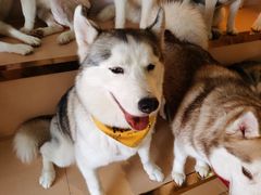 -Husky Go! 哈士奇体验馆·宠物咖啡厅狗咖