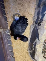 -酷嗒动物文化乐园(cutezoo西溪乐天城店)