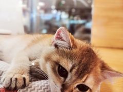 -新疆玉石阿卜都烧烤(太平南路店)