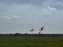 -盐城丹顶鹤湿地生态旅游区