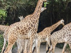 -广州长隆野生动物世界