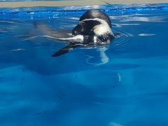 -秦皇岛新澳海底世界