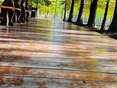 -泗洪洪泽湖湿地景区