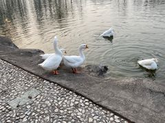 -中家鑫园温泉酒店鑫悦汤泉