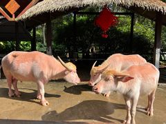 -海南热带野生动植物园