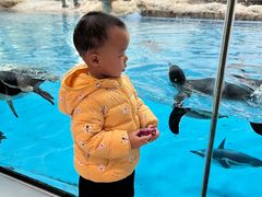 -帝企鹅自助餐厅•儿童岛•真企鹅(长隆企鹅酒店)