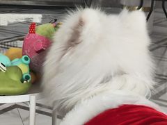 -星多哈·狗咖·拼豆·咖啡