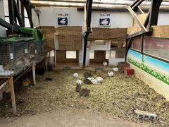 -宫城藏王狐狸村