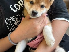 -怪兽屋·羊驼·猫咖·狗咖(俊华广场店)