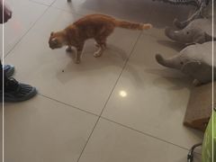 -平行世界·猫咖(首经贸店)
