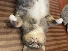 -MOCHA明星猫咖(田子坊店)
