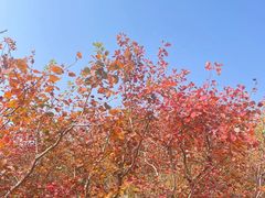 -周口店坡峰岭风景区