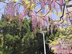 -嘉定紫藤园